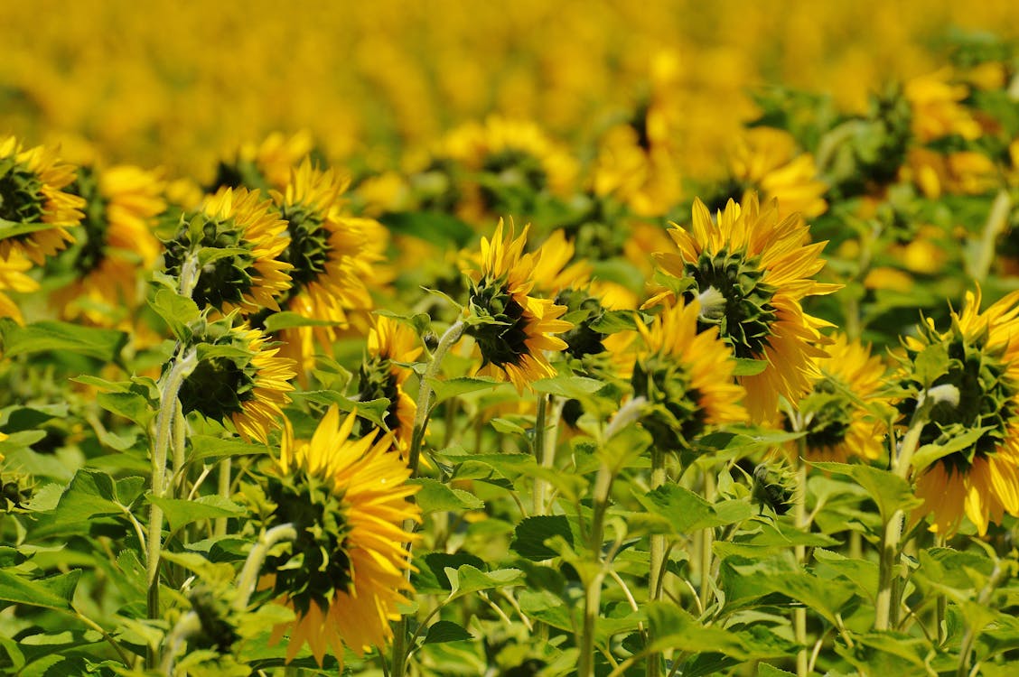 Zonnebloem Op Groene Stam Overdag