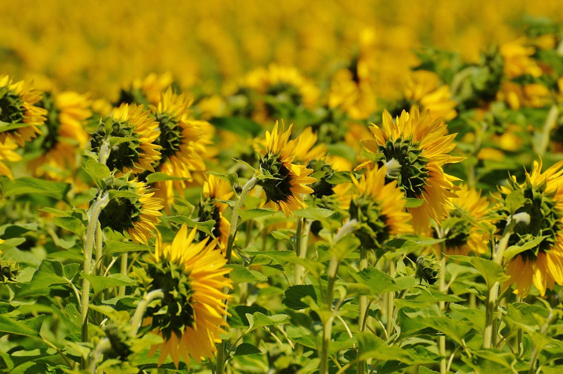 Kostenlos Sonnenblume Auf Grünem Stiel Während Des Tages Stock-Foto