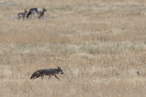 Quatro Animais Do Campo De Grama