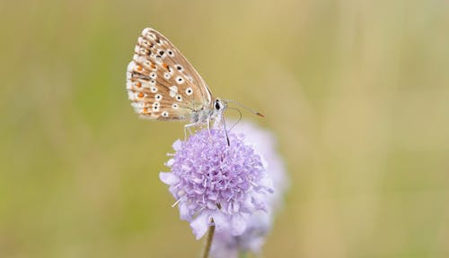 Kostenlos Nahaufnahme Fotografie Des Blauen Schmetterlings Auf Lila Stock-Foto