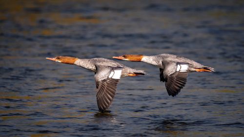 Free Capture of mergansers gliding over calm water in Peshastin, WA. Stock Photo