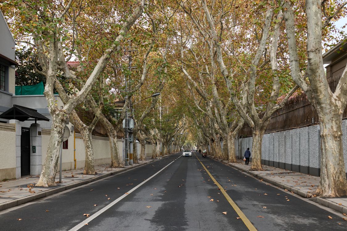 Trees around Empty Street · Free Stock Photo
