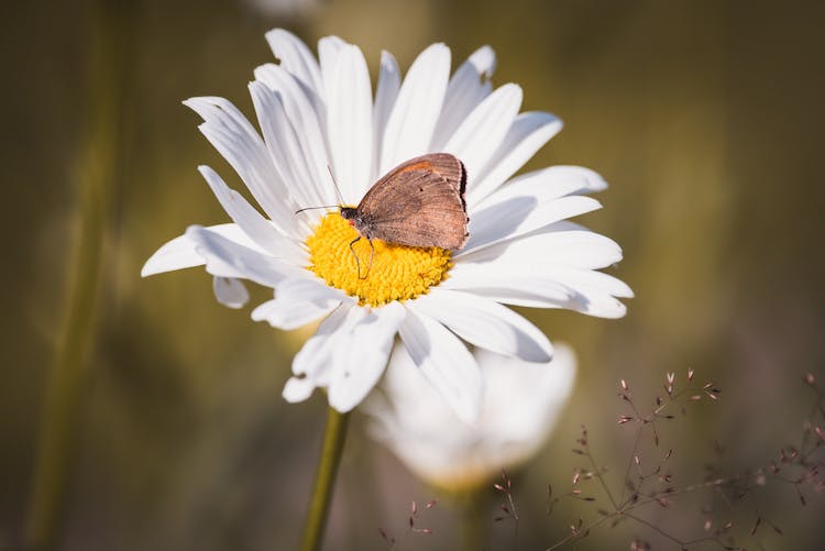 Brown Butterfly On White Daisy