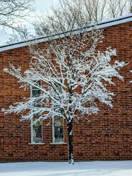 A snowy tree standing against a brick building wall under a winter sky.
