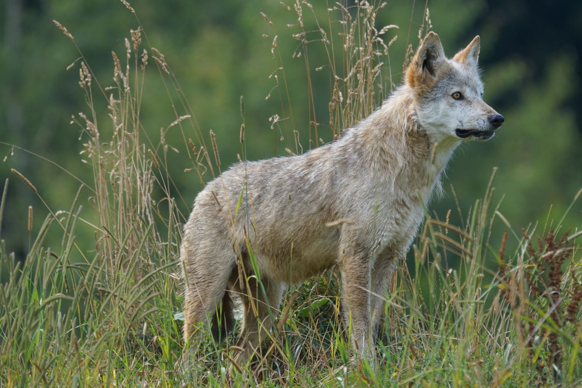 Wolf Color Vision How far can a wolf see? - The Institute for Environmental Research and ...