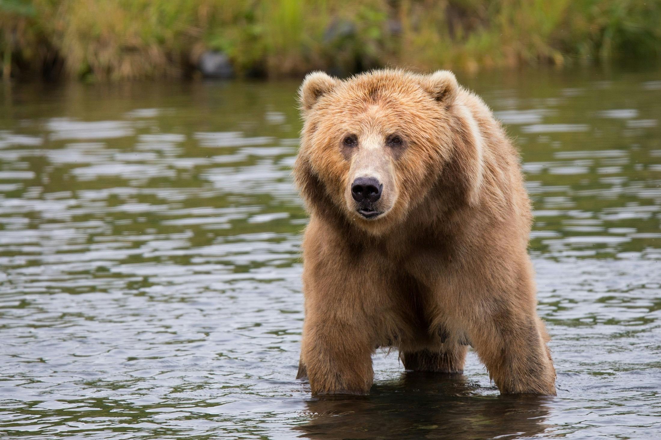 Jebbie the grizzly bear 'very happy' at wildlife sanctuary