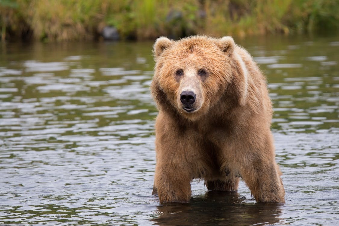 Free Brown Bear on a Body of Water Stock Photo