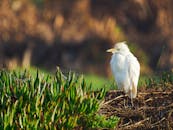一只白鹭静静地立在郁郁葱葱的绿叶丛中