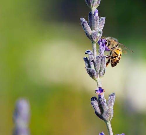 Free Honeybee on Purple Clustered Flowers Stock Photo