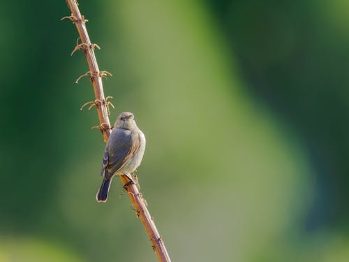 Photographie De Mise Au Point Sélective D'oiseau Gris Perché Sur Une Branche