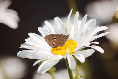 Papillon Brun Sur Fleur Blanche