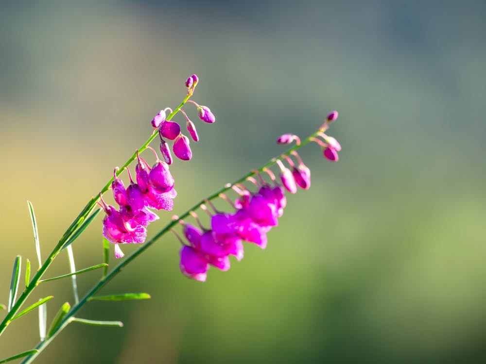 Pink Petaled Flowers in Bloom Selective Focus Photography