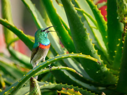 Pássaro Verde E Cinza Pousando Na Planta De Aloe Vera