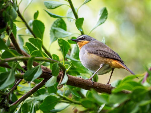 Selective Focus Photography of Bird Perching on Branch