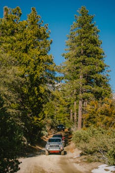 A vehicle navigates through a sunlit forest road surrounded by tall trees, under a clear blue sky.