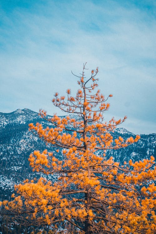 Kostenloses Stock Foto zu baum, blauer himmel, drohne erschossen