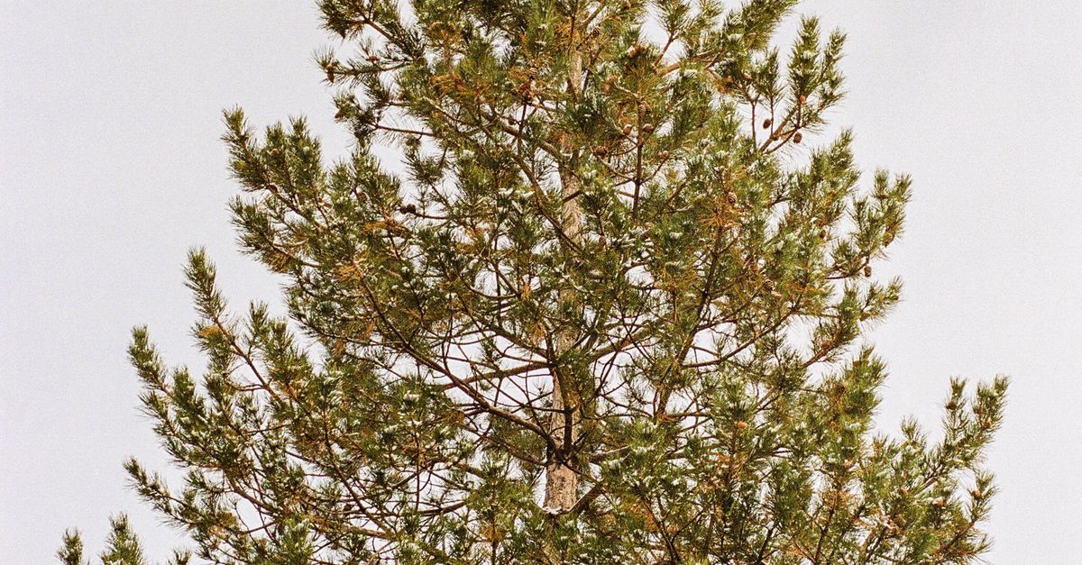 Crown Tree Examples Crown of Tree · Free Stock Photo