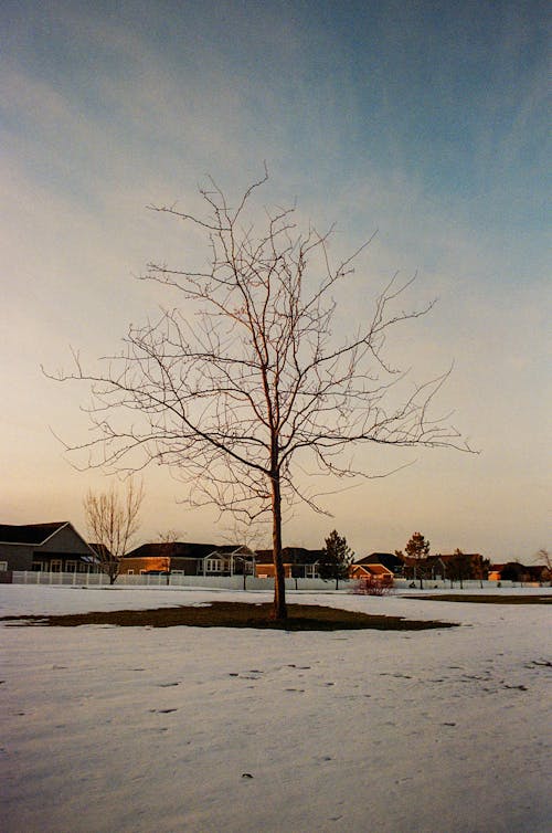 alan, arazi, çıplak ağaca içeren Ücretsiz stok fotoğraf
