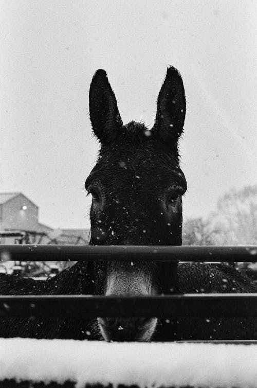 Donkey Standing on Farm