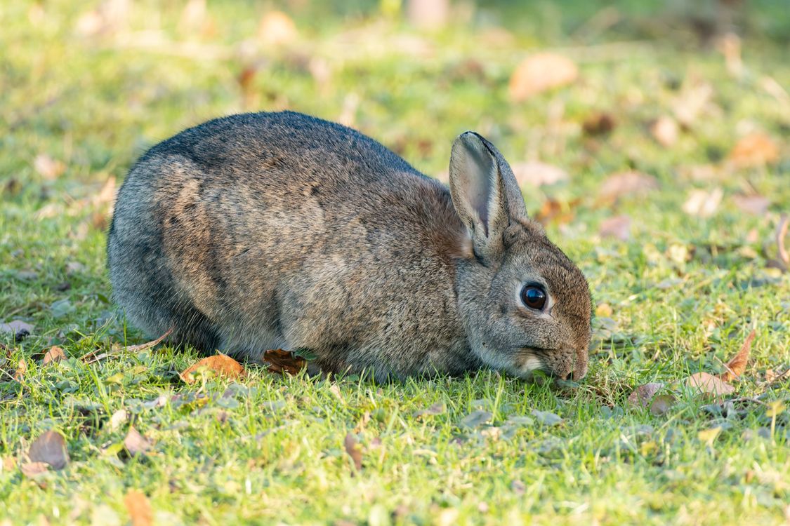 Close up of Rabbit · Free Stock Photo