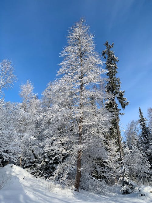 Foto d'estoc gratuïta de arbres, bosc, cel blau