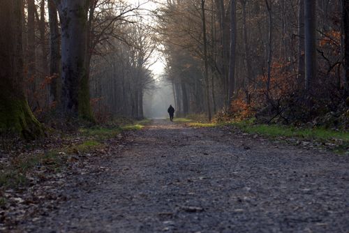 Free A person walking along a quiet dirt road in an autumn forest, surrounded by tall trees. Stock Photo