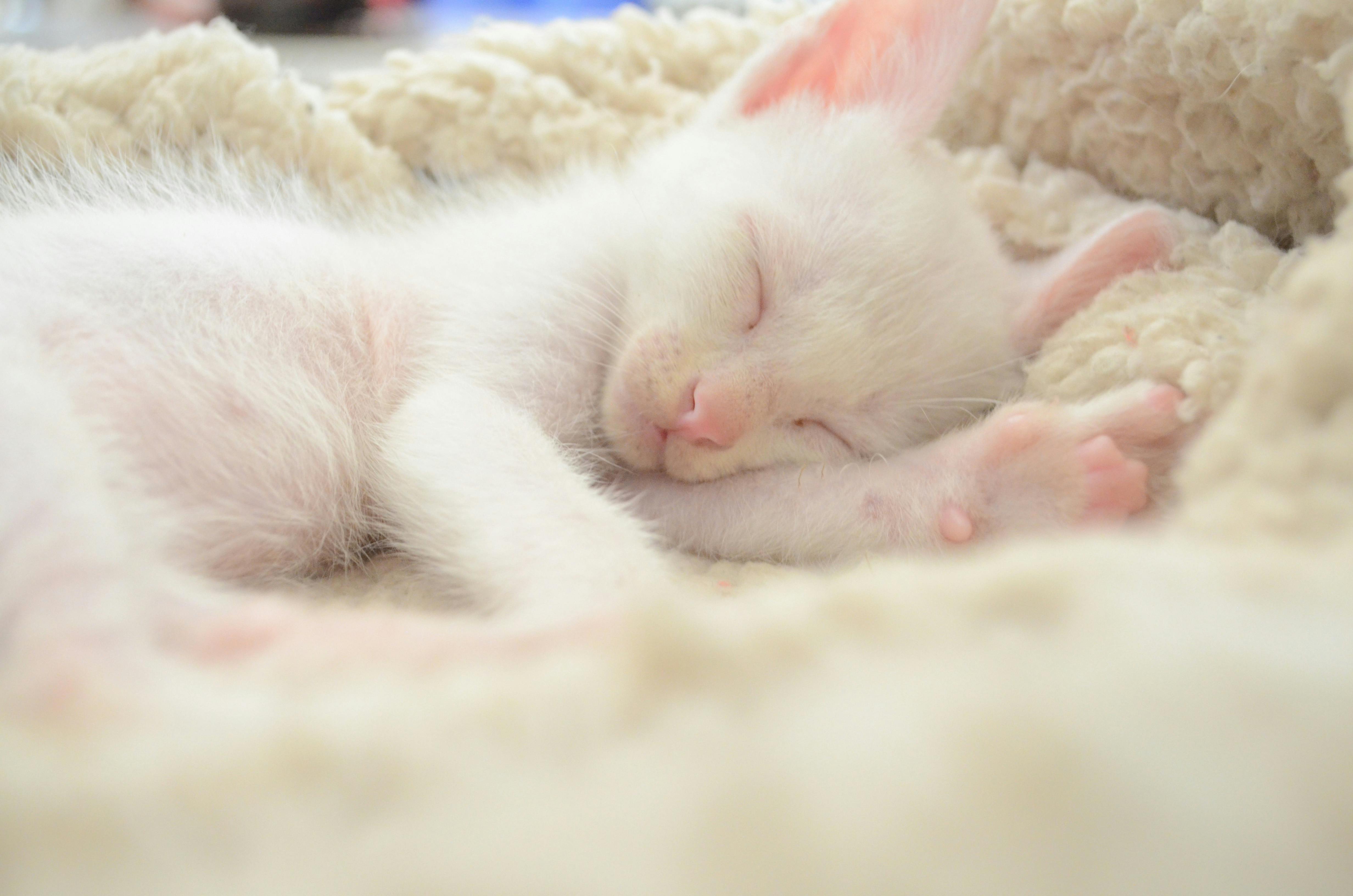 Ücretsiz beyaz, kedi, kedi yavrusu stok fotoğrafı
