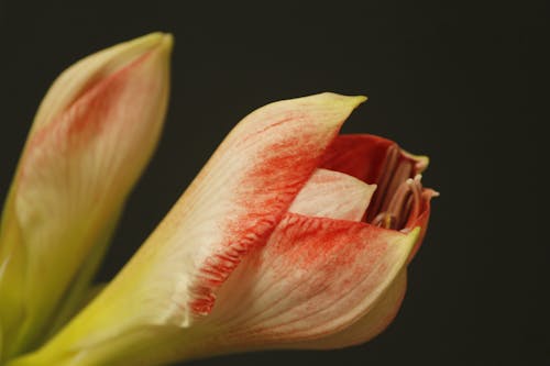 Darmowe zdjęcie z galerii z botanika, czarne tło, głowa kwiatu