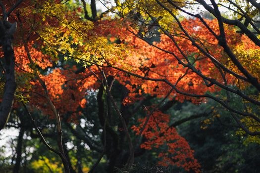 Beautiful sunlit scene of red and yellow autumn leaves in a tranquil forest setting.