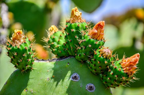 Imagine de stoc gratuită din a închide, ascuțit, cactus