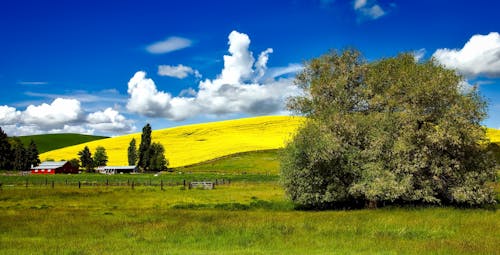 Árbol De Hoja Verde En Campo De Hierba Verde