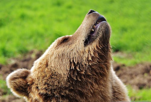 Brown Bear Lying on Green Lawn Grass