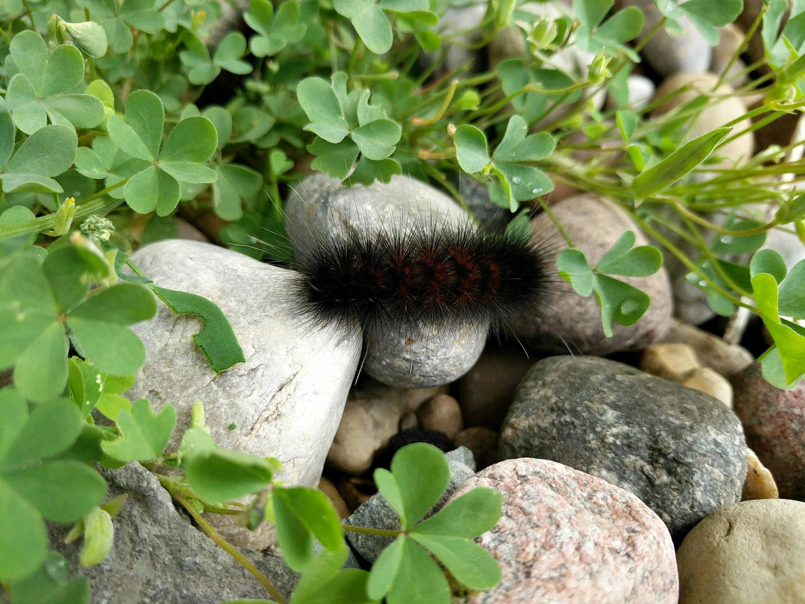 Danube Delta Romania