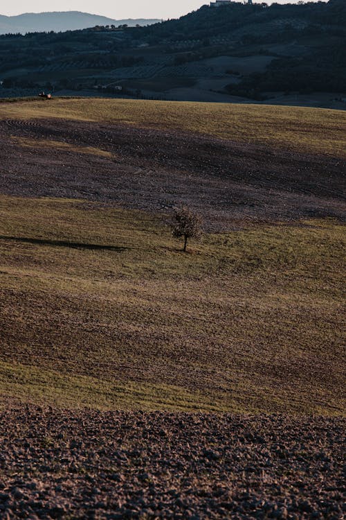 Foto d'estoc gratuïta de a l'aire lliure, arbre, camp