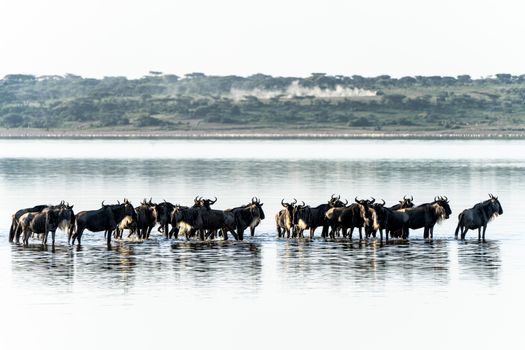 Serengeti private game drives — Serengeti