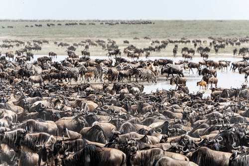 Безкоштовне стокове фото на тему «Аерофотозйомка, антилоп гну, Африка»