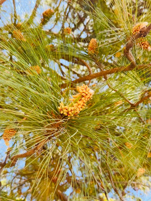 Close-up of a Pine Tree Branch 
