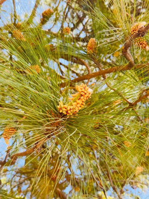 Free Detailed view of a pine tree branch and cones in Chandigarh, India. Stock Photo