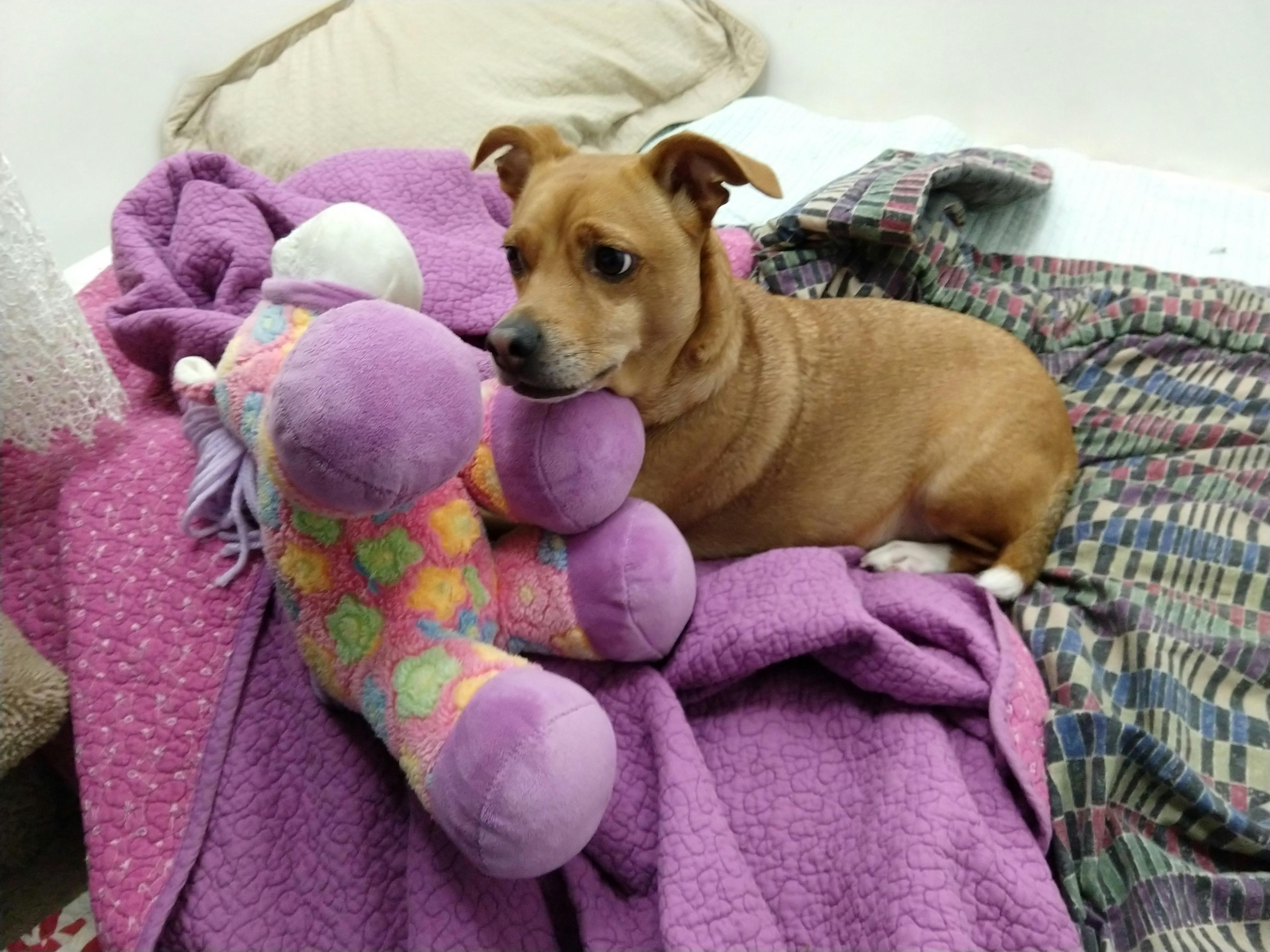 Free stock photo of Cojack, dog, purple toy