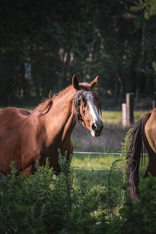 Horse on Pasture