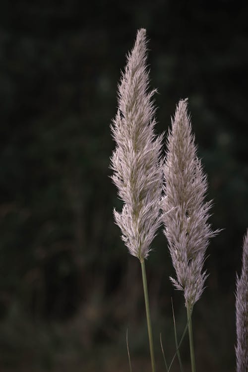 Close up of Plant