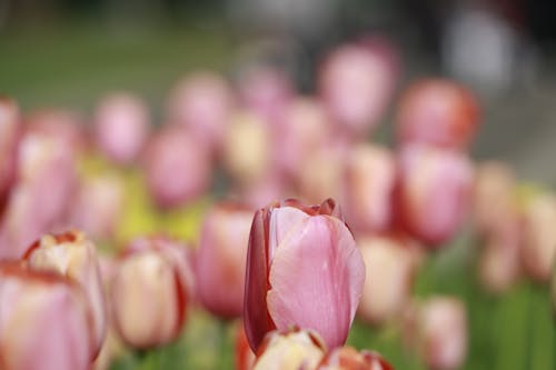 Blossoming Tulips Flowerbed
