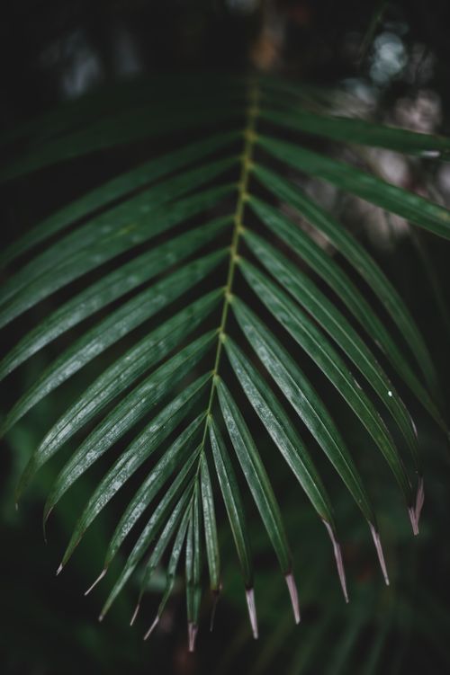 Free Detailed shot of a lush tropical fern's leaf in the rainforest creating a sense of tranquility. Stock Photo