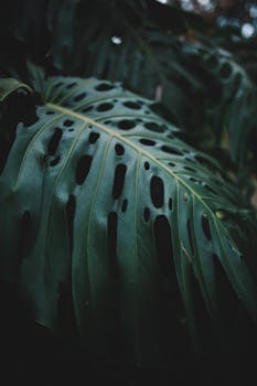 Moody close-up of a Monstera leaf showcasing its natural texture and intricate holes in dim light.