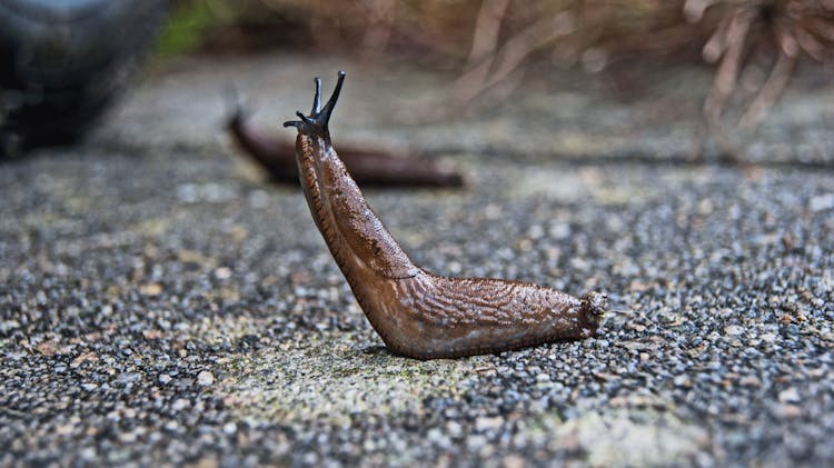 Slug