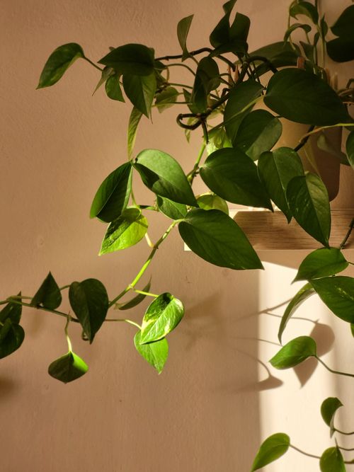 Free Close-up of green ivy plant with sunlight casting shadows on indoor wall. Stock Photo