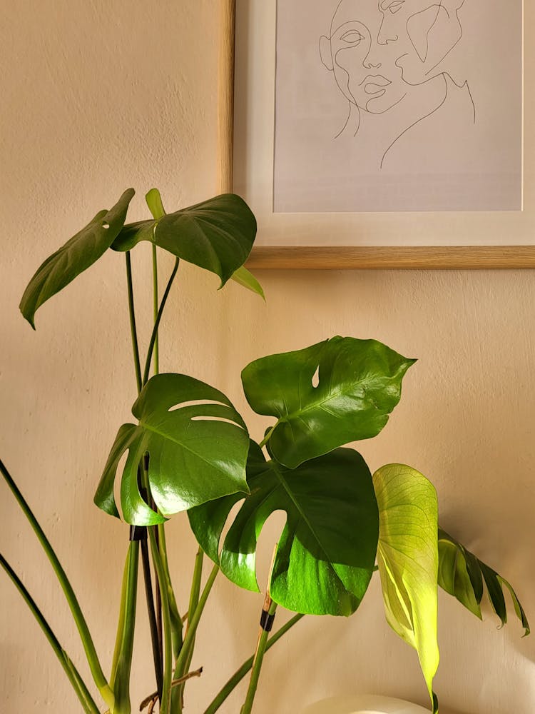 Plant And Drawing On Wall