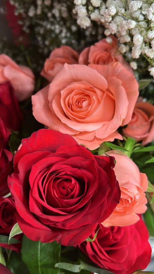 Close-up of Pink and Red Roses in a Bouquet 