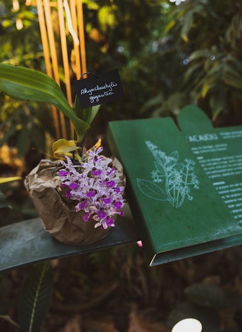 Základová fotografie zdarma na téma botanická zahrada, dekorace, deska