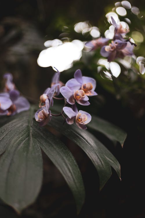 Close-up of Purple Orchids in a Botanical Garden